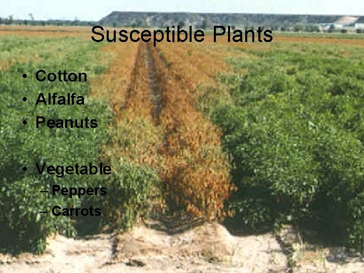 Susceptible Plants • Cotton • Alfalfa • Peanuts • Vegetable – Peppers – Carrots Susceptible Plants • Cotton • Alfalfa • Peanuts • Vegetable – Peppers – Carrots