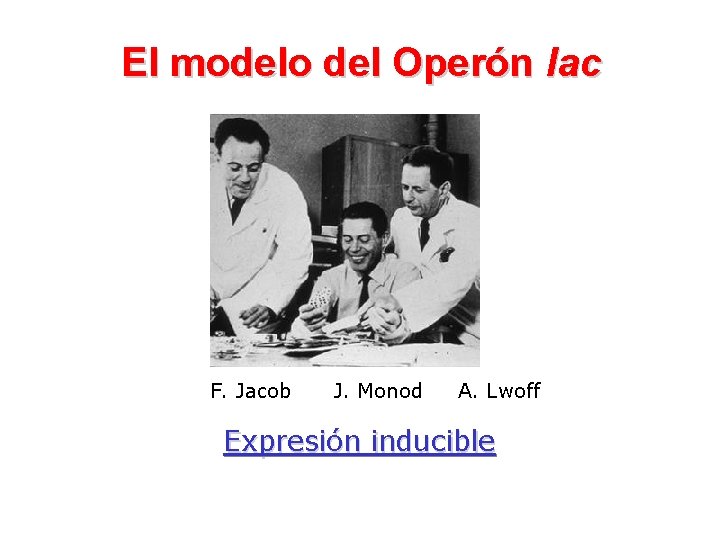 El modelo del Operón lac F. Jacob J. Monod A. Lwoff Expresión inducible 