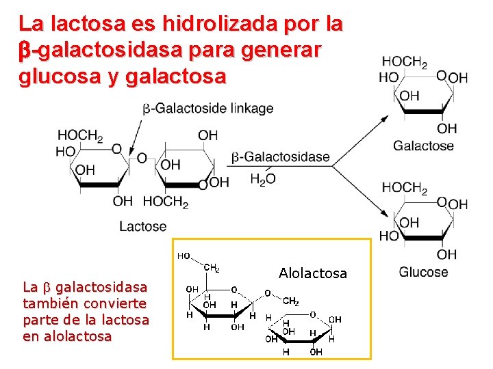 La lactosa es hidrolizada por la -galactosidasa para generar glucosa y galactosa La galactosidasa