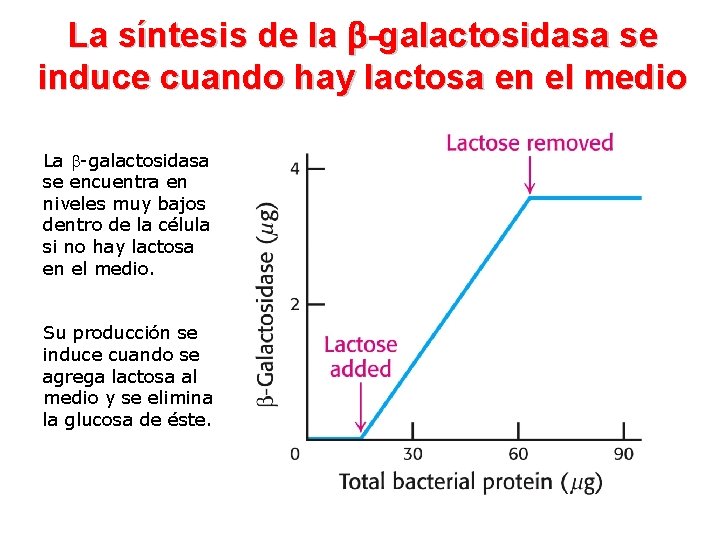 La síntesis de la -galactosidasa se induce cuando hay lactosa en el medio La