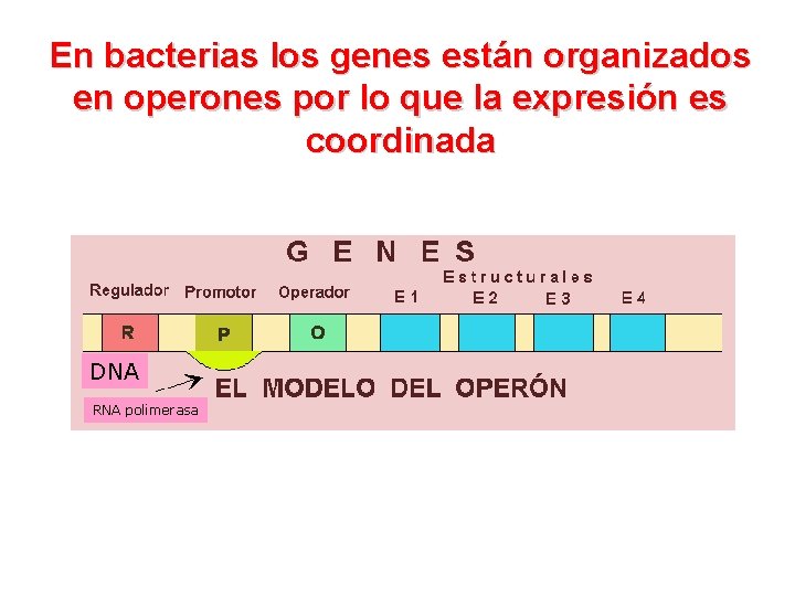 En bacterias los genes están organizados en operones por lo que la expresión es