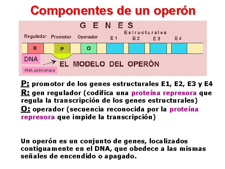 Componentes de un operón DNA RNA polimerasa P: promotor de los genes estructurales E