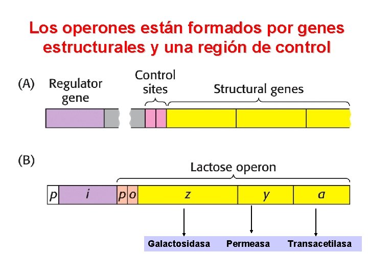 Los operones están formados por genes estructurales y una región de control Galactosidasa Permeasa