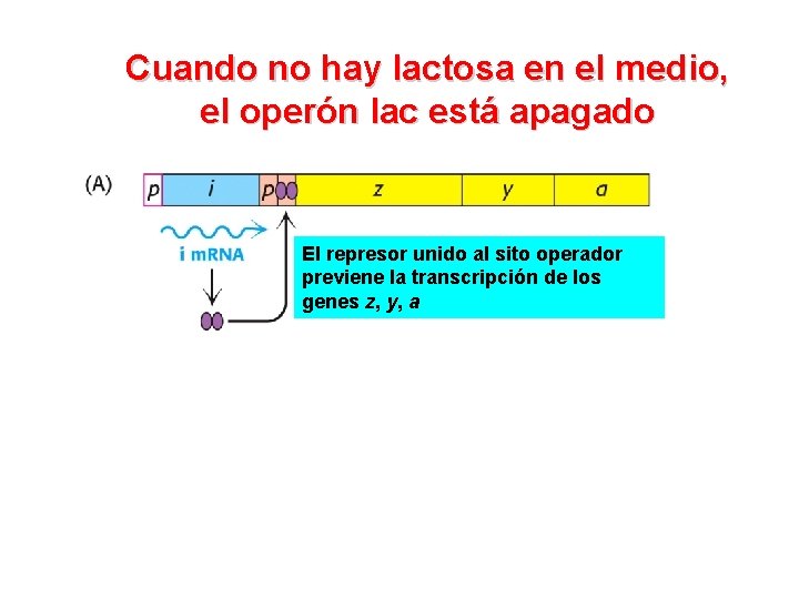 Cuando no hay lactosa en el medio, el operón lac está apagado El represor