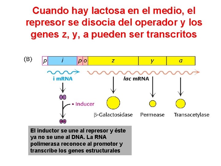 Cuando hay lactosa en el medio, el represor se disocia del operador y los