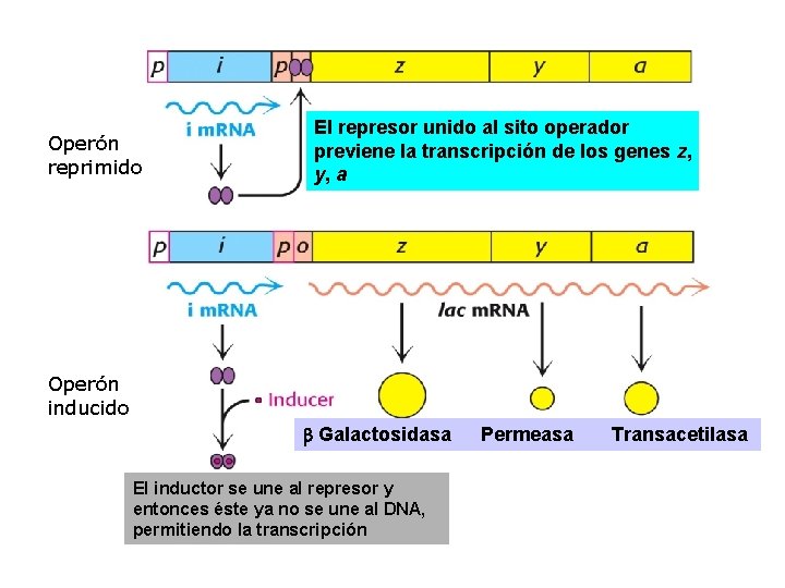 Operón reprimido El represor unido al sito operador previene la transcripción de los genes