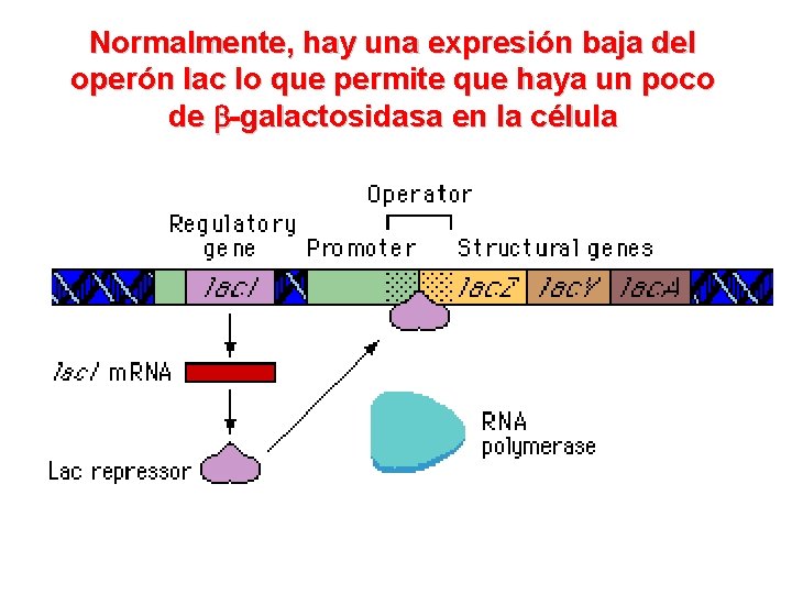 Normalmente, hay una expresión baja del operón lac lo que permite que haya un