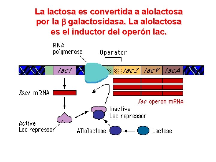 La lactosa es convertida a alolactosa por la galactosidasa. La alolactosa es el inductor