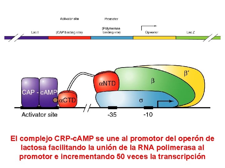El complejo CRP-c. AMP se une al promotor del operón de lactosa facilitando la