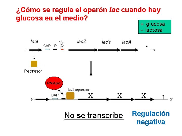 ¿Cómo se regula el operón lac cuando hay glucosa en el medio? + glucosa