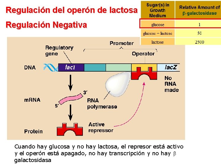 Regulación del operón de lactosa Regulación Negativa Cuando hay glucosa y no hay lactosa,