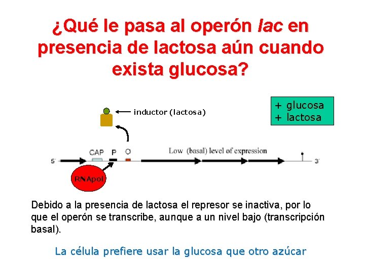 ¿Qué le pasa al operón lac en presencia de lactosa aún cuando exista glucosa?