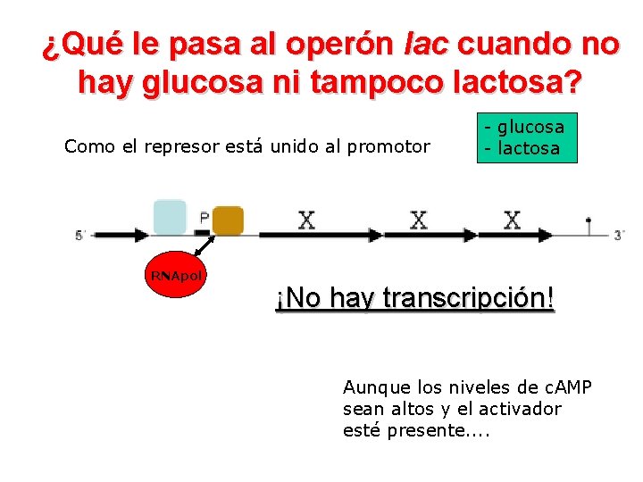 ¿Qué le pasa al operón lac cuando no hay glucosa ni tampoco lactosa? Como