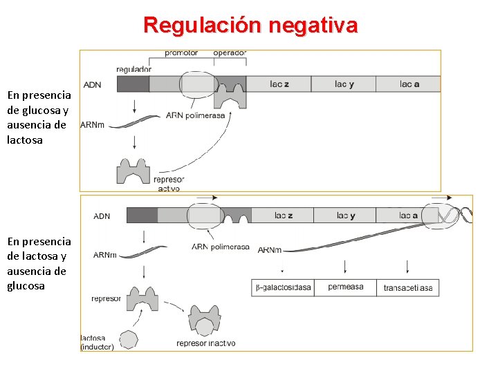 Regulación negativa En presencia de glucosa y ausencia de lactosa En presencia de lactosa