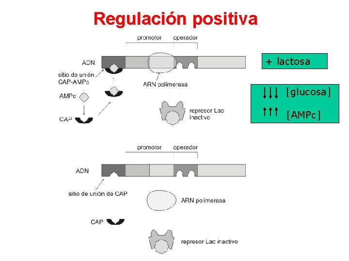 Regulación positiva + lactosa [glucosa] [AMPc] 