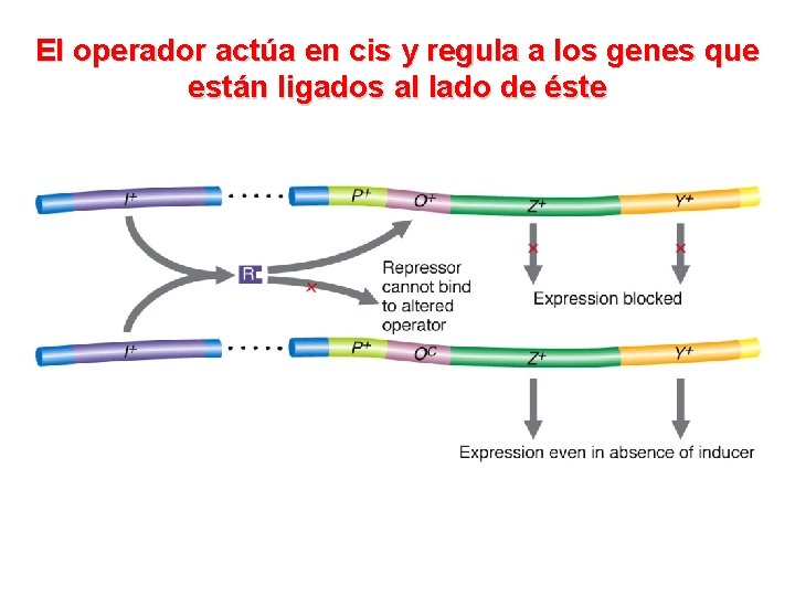 El operador actúa en cis y regula a los genes que están ligados al