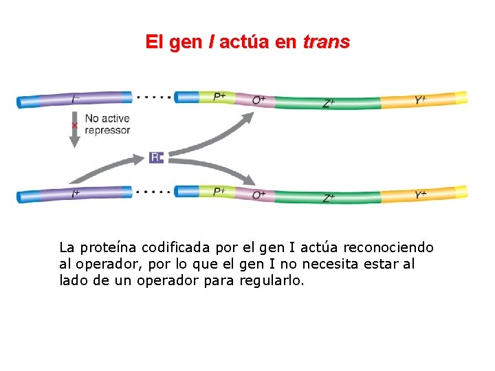 El gen I actúa en trans La proteína codificada por el gen I actúa