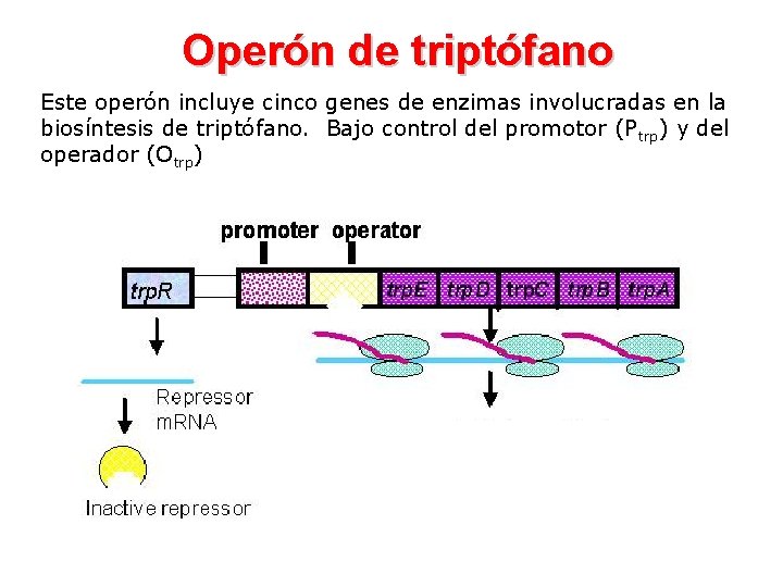 Operón de triptófano Este operón incluye cinco genes de enzimas involucradas en la biosíntesis