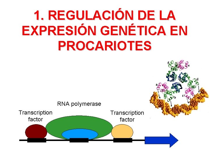 1. REGULACIÓN DE LA EXPRESIÓN GENÉTICA EN PROCARIOTES 