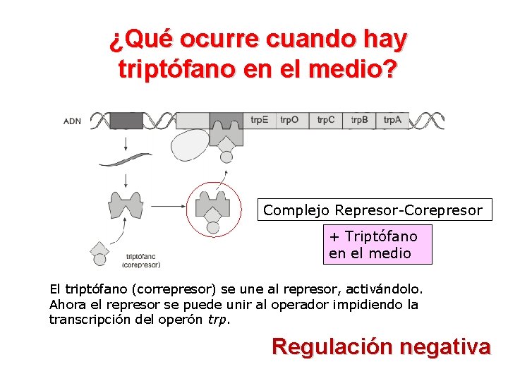 ¿Qué ocurre cuando hay triptófano en el medio? Complejo Represor-Corepresor + Triptófano en el