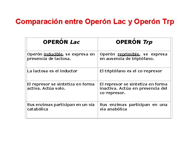 Comparación entre Operón Lac y Operón Trp OPERÓN Lac OPERÓN Trp Operón inducible, se