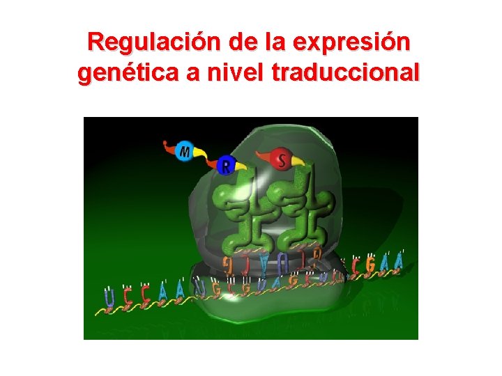 Regulación de la expresión genética a nivel traduccional 