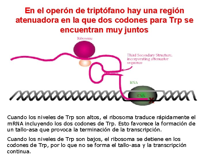 En el operón de triptófano hay una región atenuadora en la que dos codones