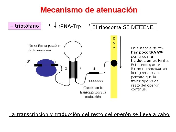 Mecanismo de atenuación – triptófano t. RNA-Trp El ribosoma SE DETIENE En ausencia de