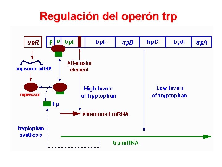 Regulación del operón trp 