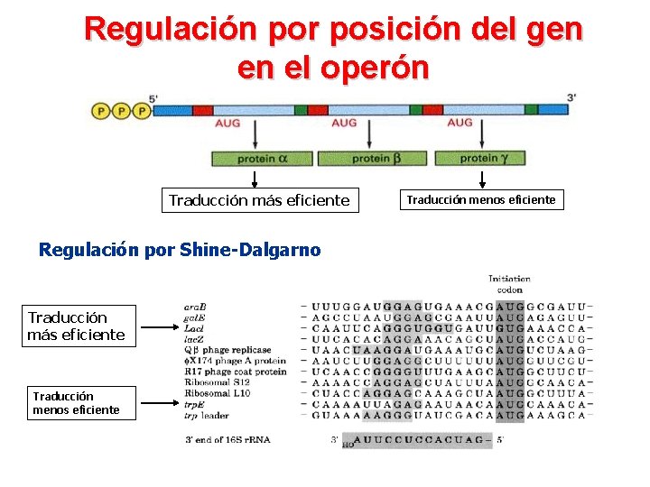 Regulación por posición del gen en el operón Traducción más eficiente Regulación por Shine-Dalgarno