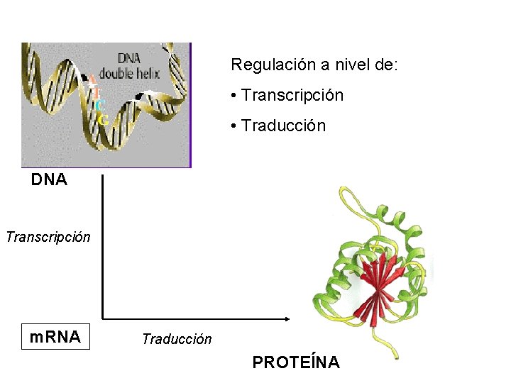 Regulación a nivel de: • Transcripción • Traducción DNA Transcripción m. RNA Traducción PROTEÍNA