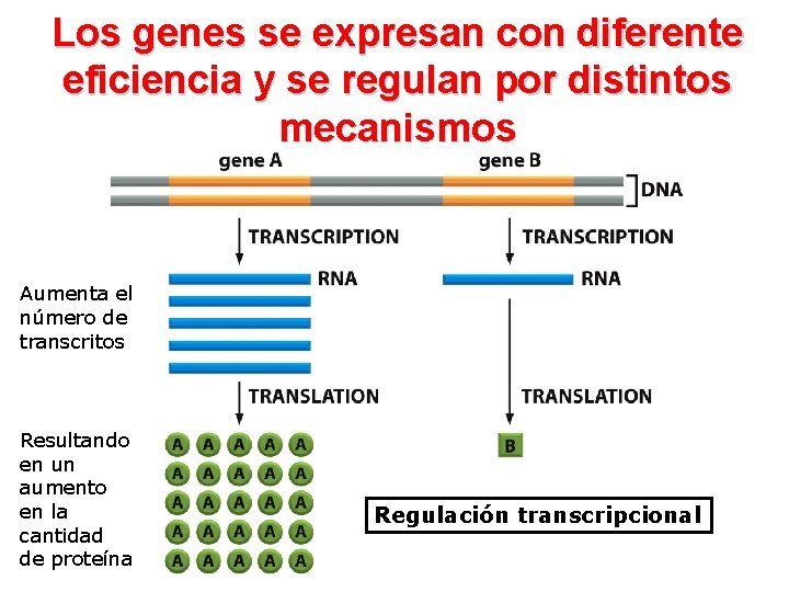 Los genes se expresan con diferente eficiencia y se regulan por distintos mecanismos Aumenta