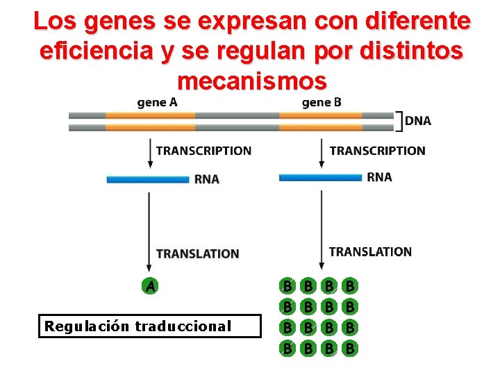 Los genes se expresan con diferente eficiencia y se regulan por distintos mecanismos A