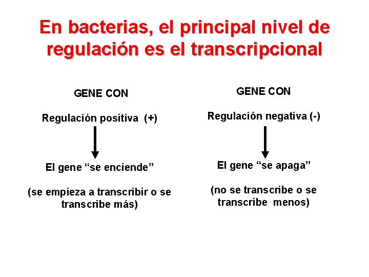 En bacterias, el principal nivel de regulación es el transcripcional GENE CON Regulación positiva