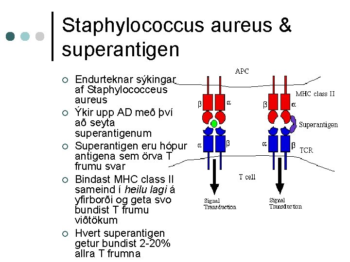 Staphylococcus aureus & superantigen ¢ ¢ ¢ Endurteknar sýkingar af Staphylococceus aureus Ýkir upp