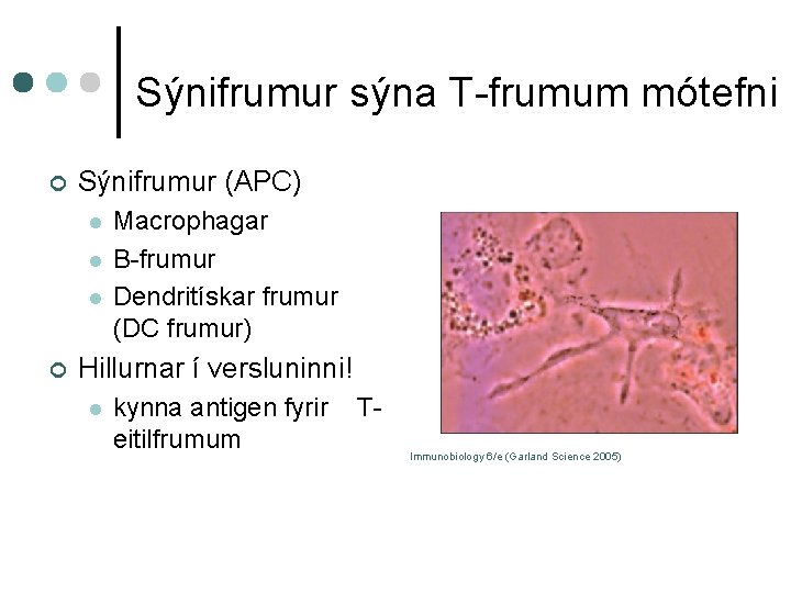 Sýnifrumur sýna T-frumum mótefni ¢ Sýnifrumur (APC) l l l ¢ Macrophagar B-frumur Dendritískar