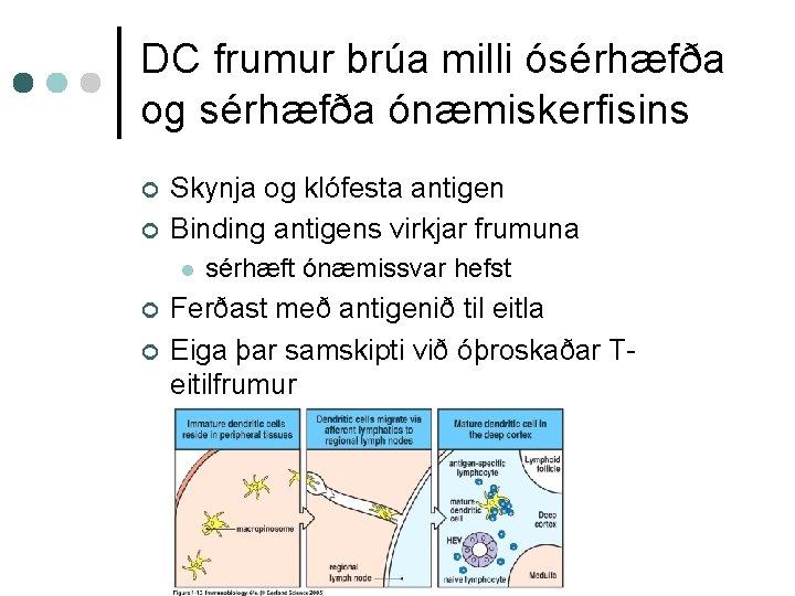 DC frumur brúa milli ósérhæfða og sérhæfða ónæmiskerfisins ¢ ¢ Skynja og klófesta antigen