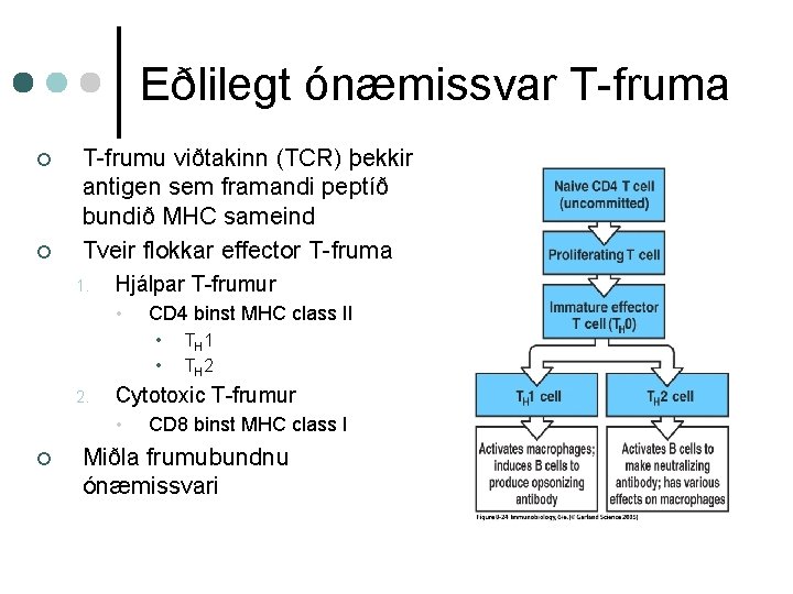 Eðlilegt ónæmissvar T-fruma ¢ ¢ T-frumu viðtakinn (TCR) þekkir antigen sem framandi peptíð bundið