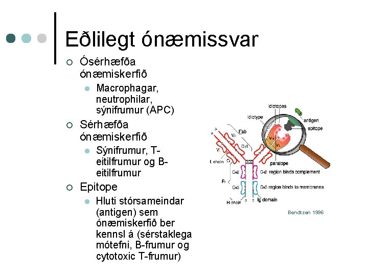 Eðlilegt ónæmissvar ¢ Ósérhæfða ónæmiskerfið l ¢ Sérhæfða ónæmiskerfið l ¢ Macrophagar, neutrophilar, sýnifrumur