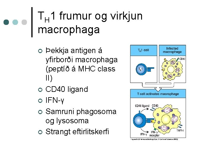 TH 1 frumur og virkjun macrophaga ¢ ¢ ¢ Þekkja antigen á yfirborði macrophaga