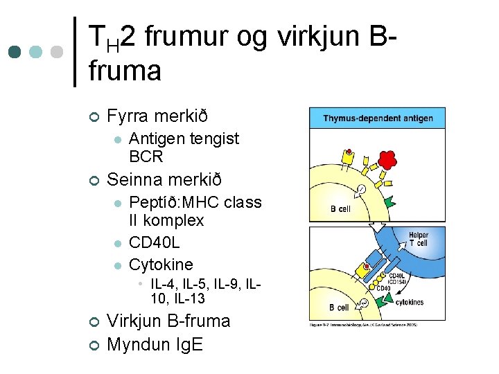 TH 2 frumur og virkjun Bfruma ¢ Fyrra merkið l ¢ Antigen tengist BCR