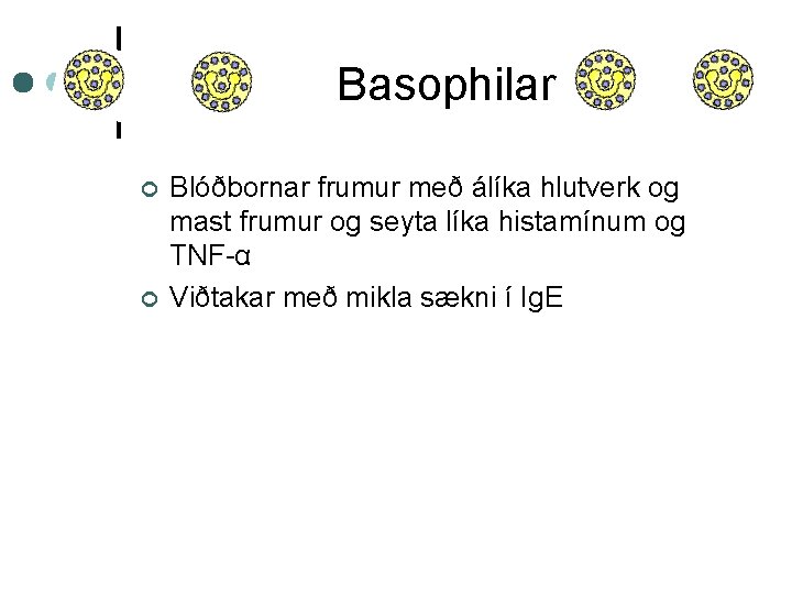 Basophilar ¢ ¢ Blóðbornar frumur með álíka hlutverk og mast frumur og seyta líka
