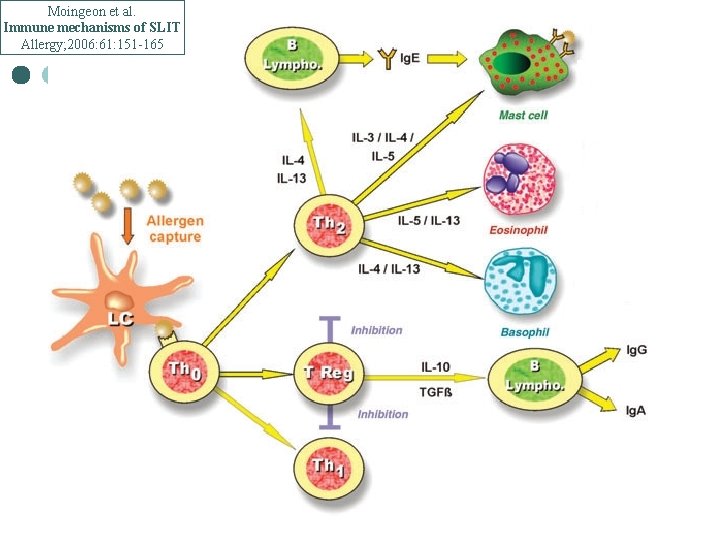 Moingeon et al. Immune mechanisms of SLIT Allergy; 2006: 61: 151 -165 