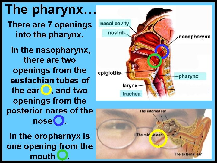 The pharynx… There are 7 openings into the pharynx. In the nasopharynx, there are