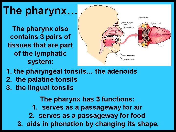 The pharynx… The pharynx also contains 3 pairs of tissues that are part of