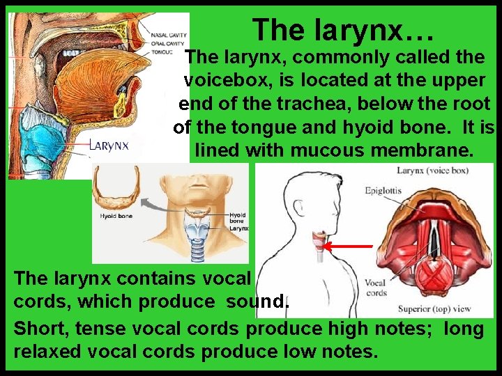 The larynx… The larynx, commonly called the voicebox, is located at the upper end