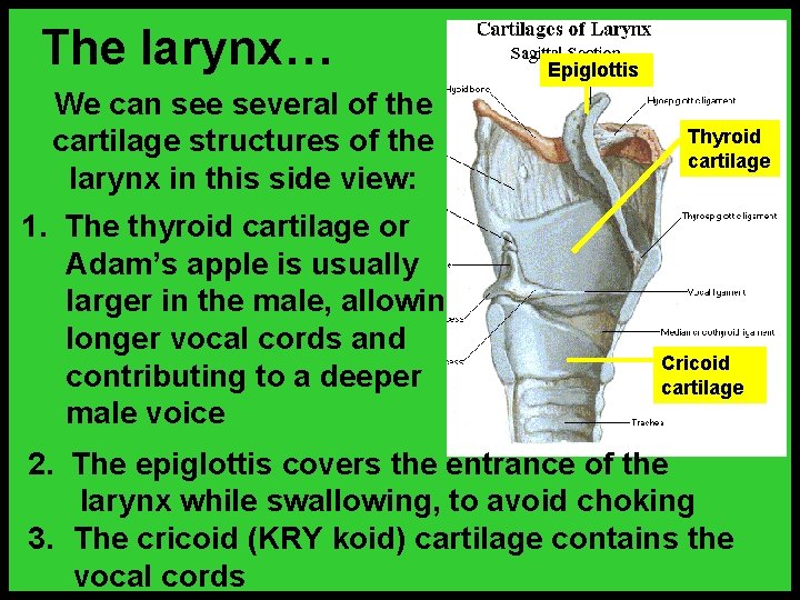 The larynx… We can see several of the cartilage structures of the larynx in