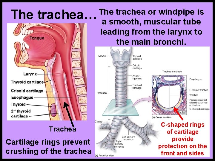 The trachea or windpipe is trachea… a smooth, muscular tube leading from the larynx