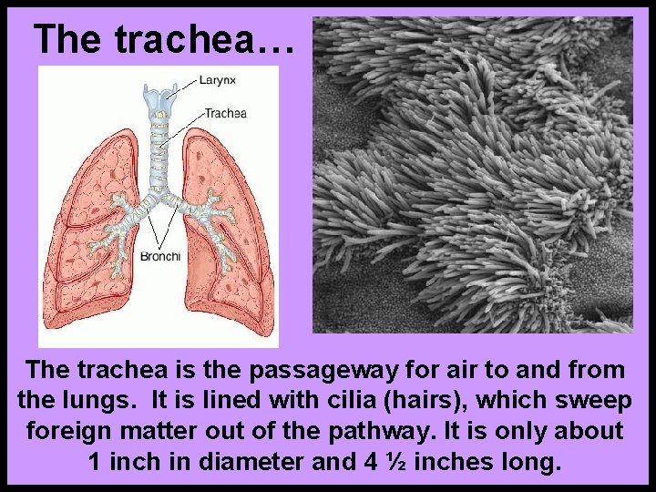 The trachea… The trachea is the passageway for air to and from the lungs.
