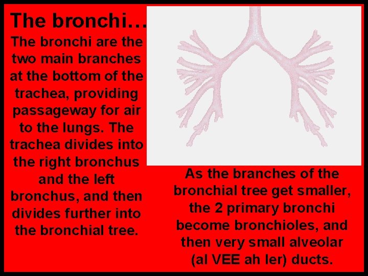 The bronchi… The bronchi are the two main branches at the bottom of the